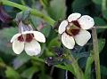 Tranquebar Spur-Anther Flower